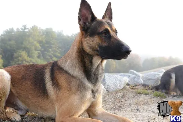 Belgian Malinois stud dog