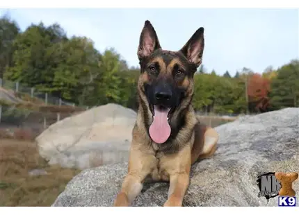 Belgian Malinois