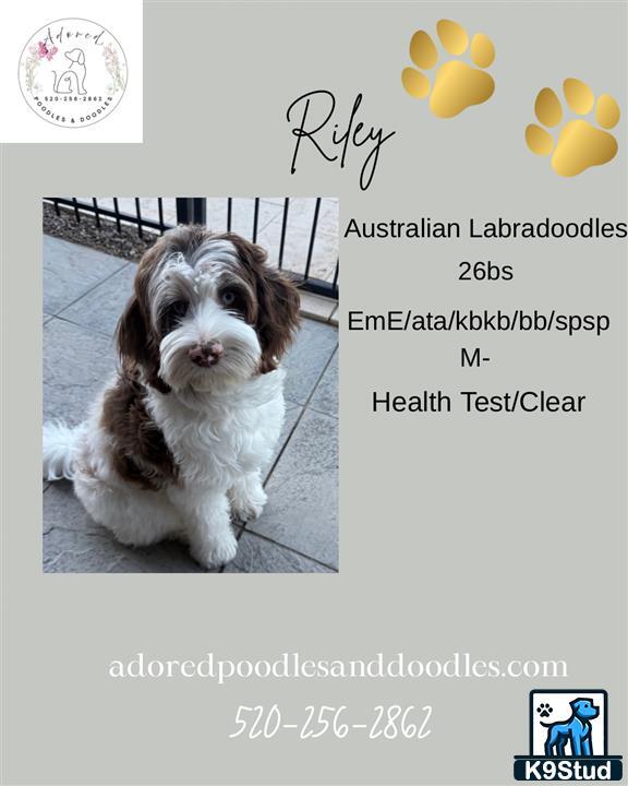 Australian Labradoodles stud dog