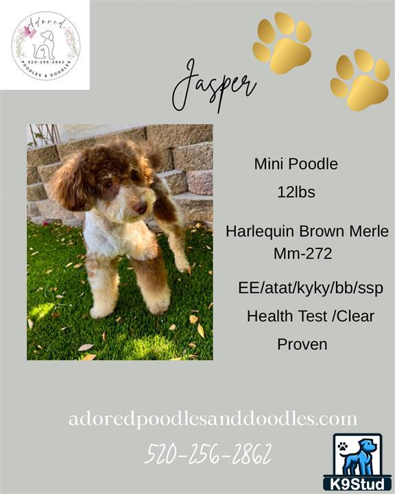a poodle dog standing on grass