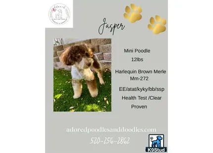 a poodle dog standing on grass