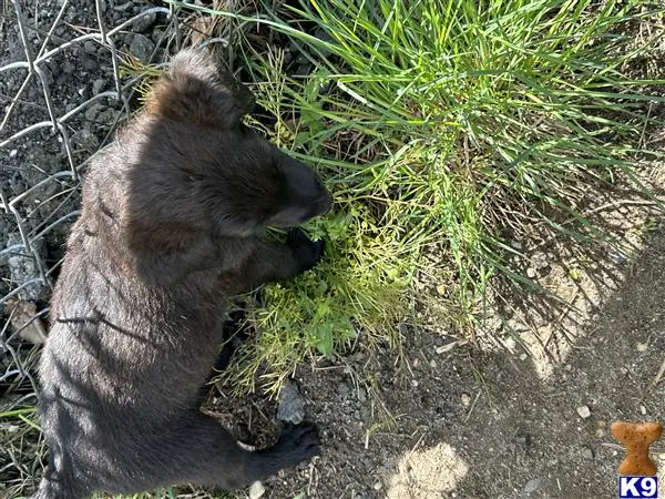 German Shepherd puppy for sale