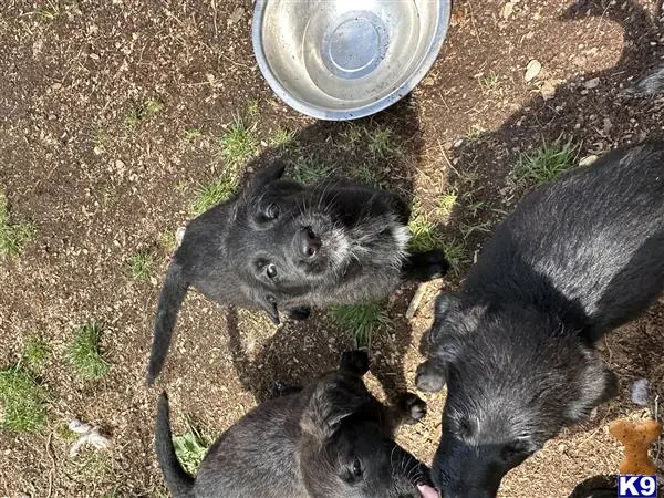 German Shepherd puppy for sale