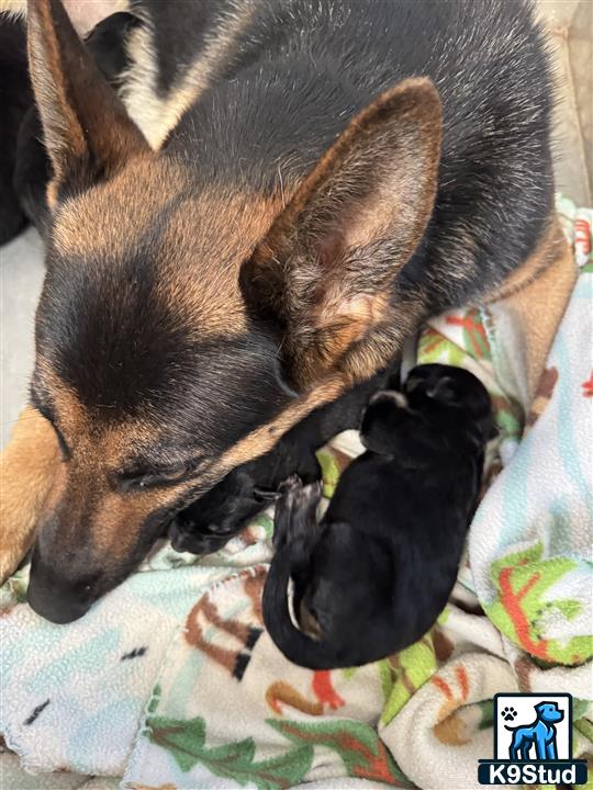 a german shepherd dog and a german shepherd puppy sleeping