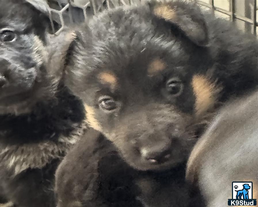 a close up of a german shepherd dog