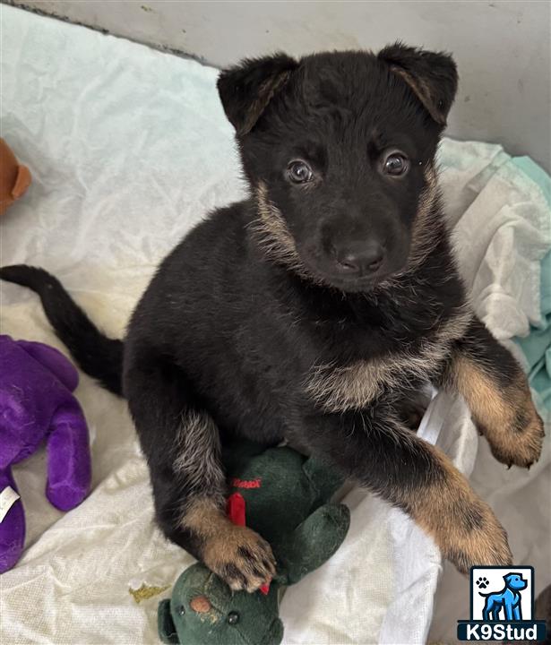 a german shepherd dog lying on a bed