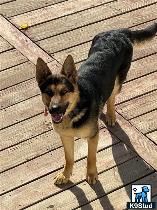 a german shepherd dog standing on a wood deck