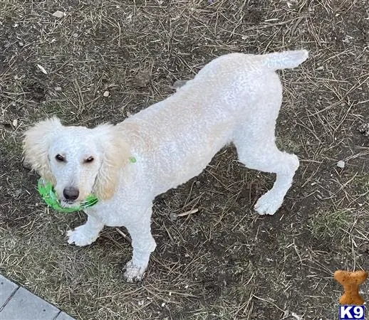 Poodle stud dog