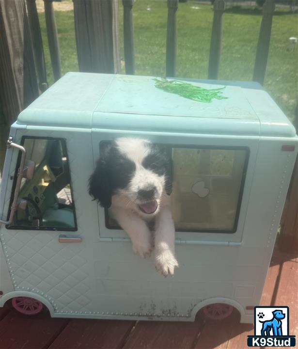 a saint bernard dog in a car
