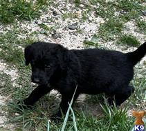 german shepherd puppy posted by cnacca