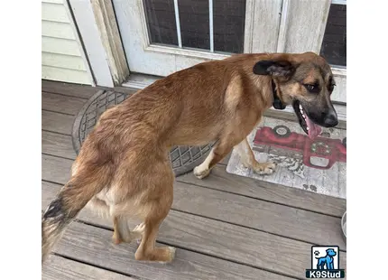 German Shepherd