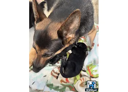 a german shepherd dog and a german shepherd puppy sleeping