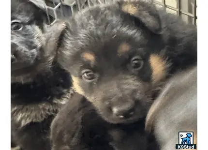 a close up of a german shepherd dog