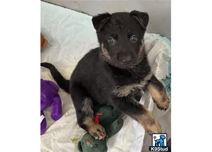 a german shepherd dog lying on a bed