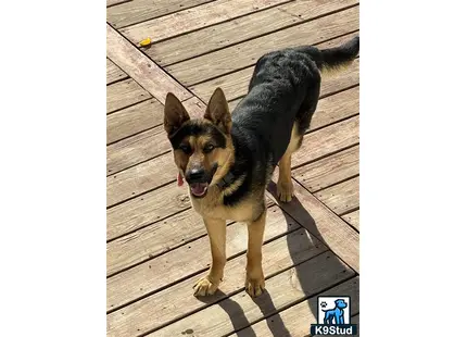 a german shepherd dog standing on a wood deck