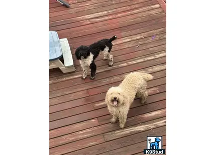 Poodle