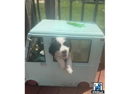 a saint bernard dog in a car