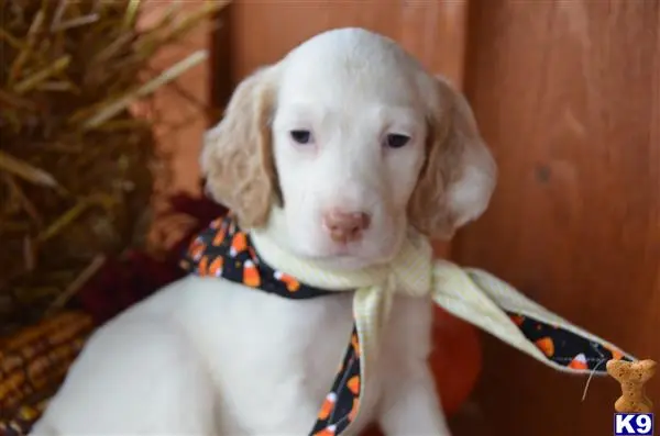 English Setter puppy for sale