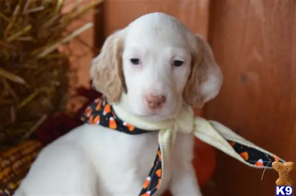 English Setter