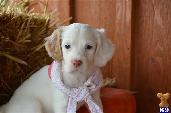 English Setter puppy for sale