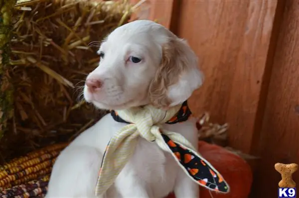 English Setter puppy for sale