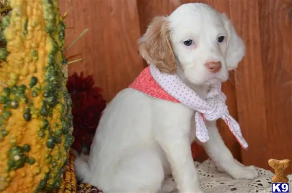 English Setter puppy for sale