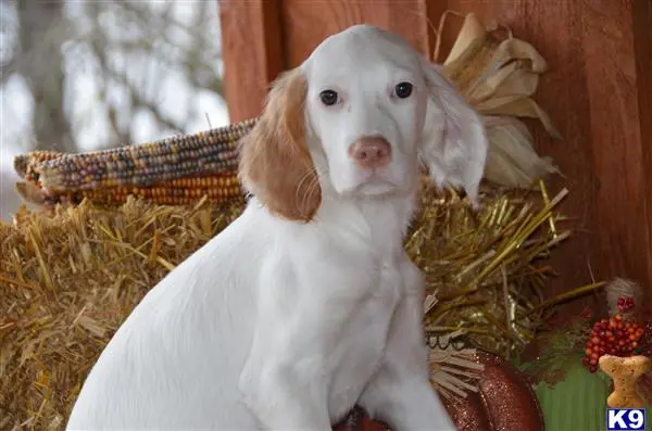 English Setter puppy for sale