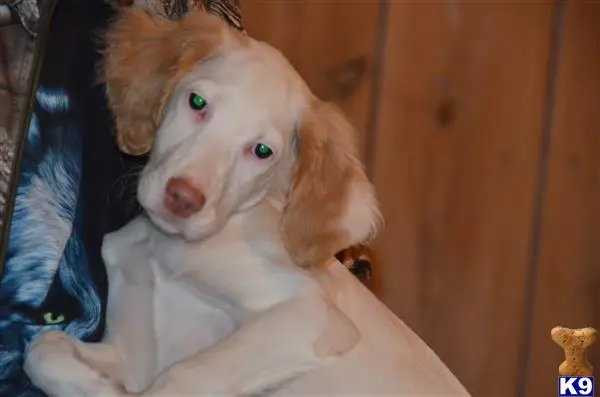 English Setter puppy for sale