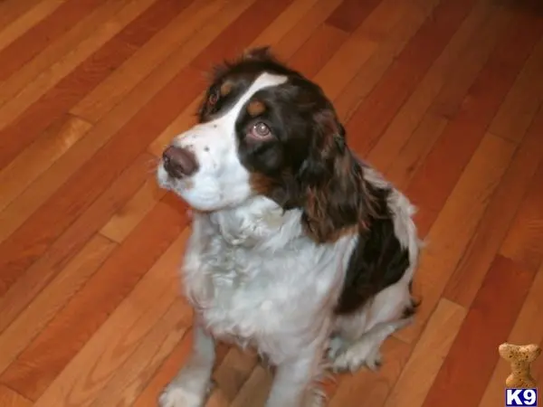 English Springer Spaniel stud dog