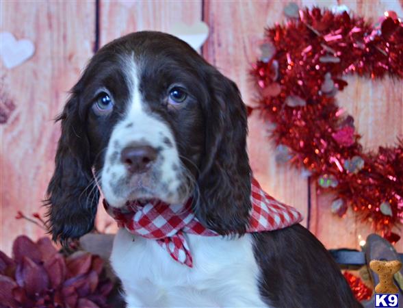 springer spaniel puppies nc springer spaniel puppy for sale maggie 13 weeks springer spaniel puppies nc springer spaniel puppy for sale maggie 13 weeks