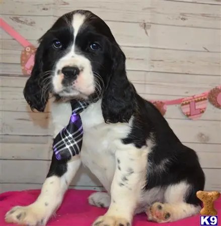 English Springer Spaniel puppy for sale