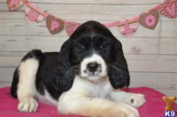 English Springer Spaniel puppy for sale