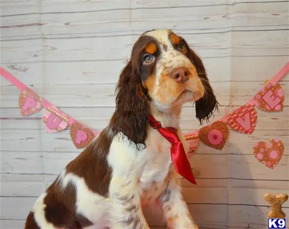 English Springer Spaniel puppy for sale