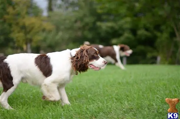 English Springer Spaniel stud dog