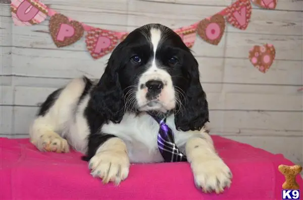 English Springer Spaniel puppy for sale