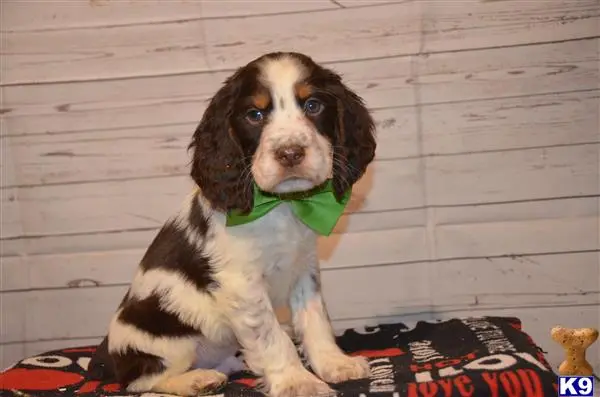 English Springer Spaniel puppy for sale