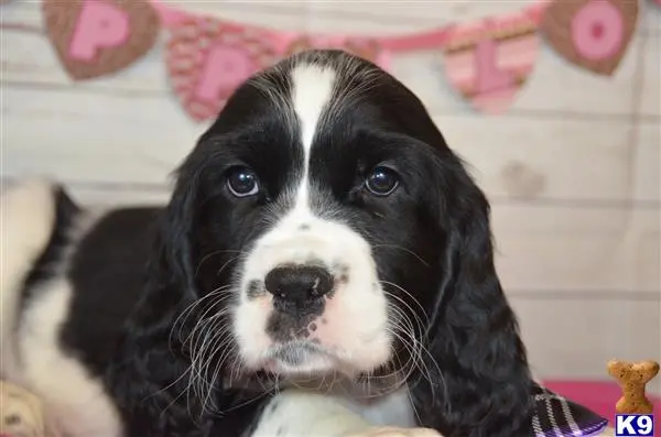 English Springer Spaniel puppy for sale