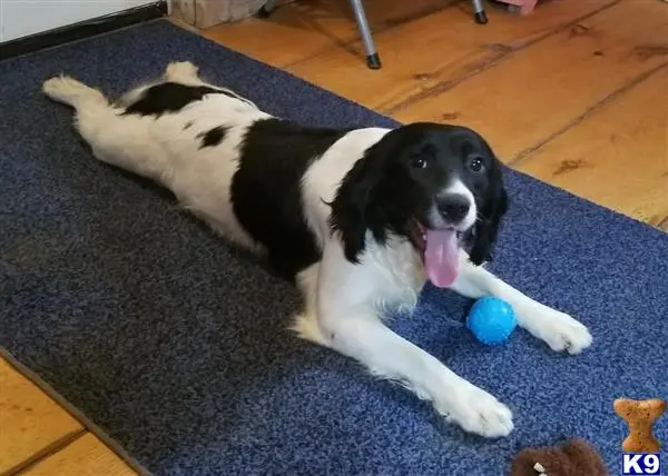 English Springer Spaniel puppy for sale