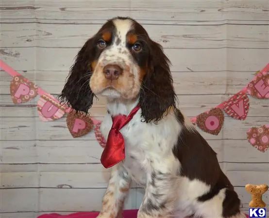 English Springer Spaniel puppy for sale