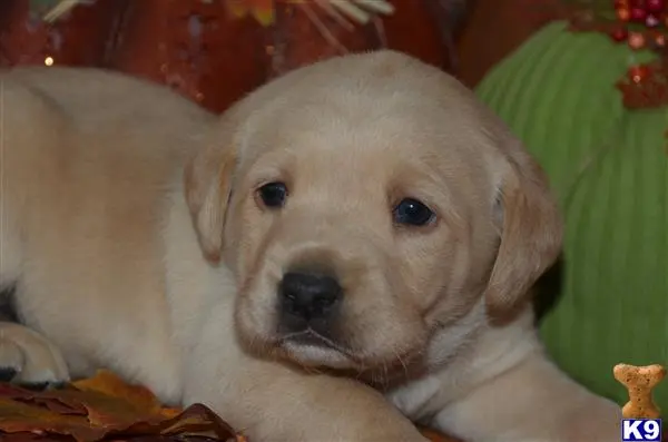 Labrador Retriever puppy for sale