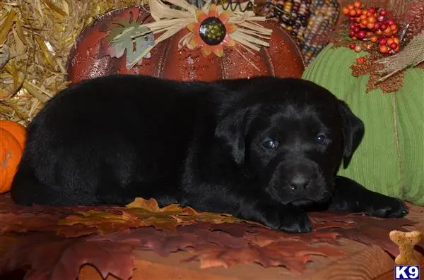 Labrador Retriever puppy for sale