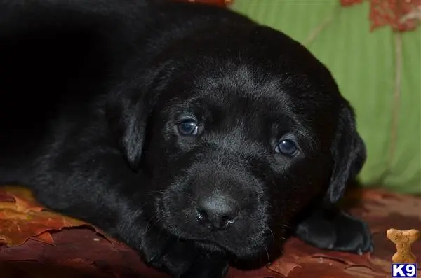 Labrador Retriever puppy for sale