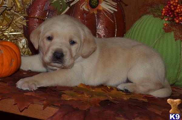 Labrador Retriever puppy for sale