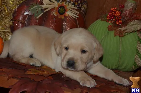 Labrador Retriever puppy for sale