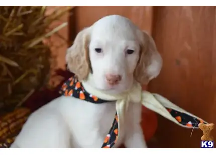 English Setter