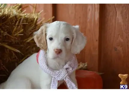 English Setter