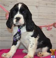 english springer spaniel puppy posted by cnckinder