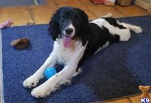 english springer spaniel puppy posted by cnckinder