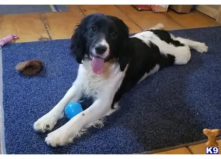 English Springer Spaniel