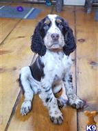 english springer spaniel puppy posted by cnckinder